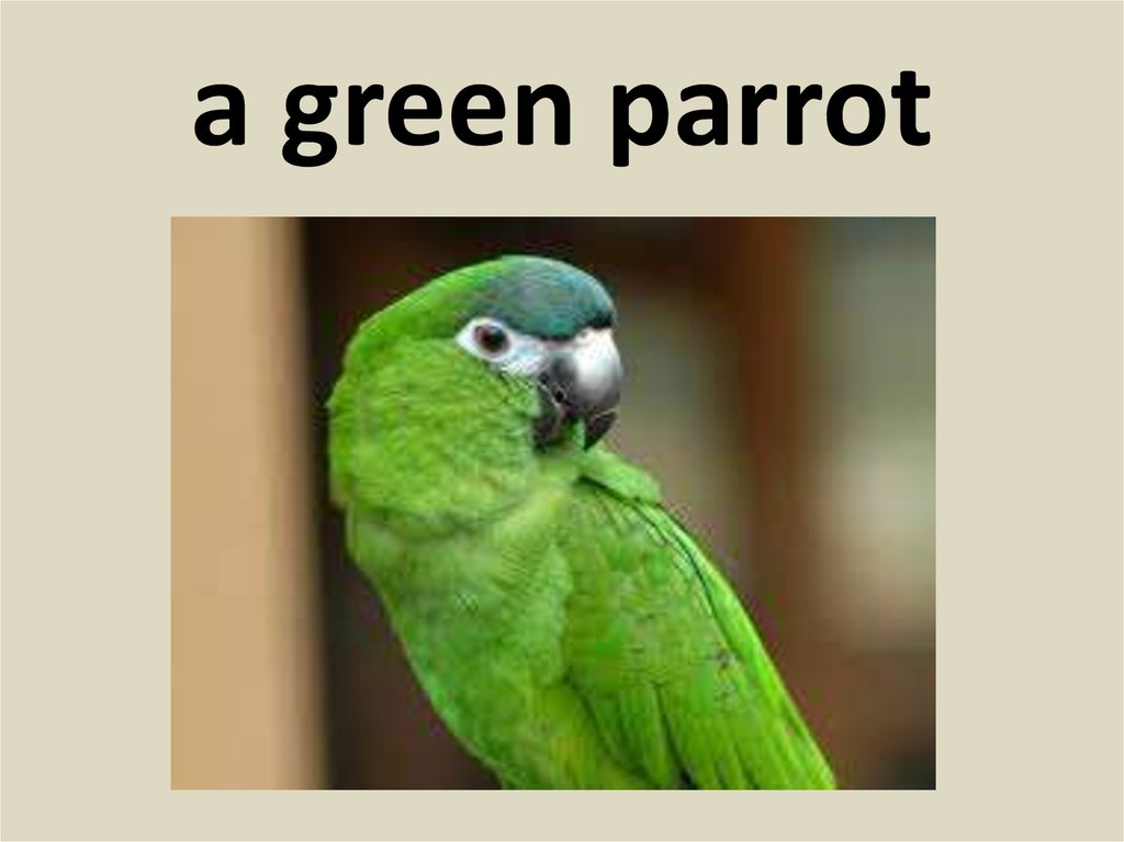 a green parrot