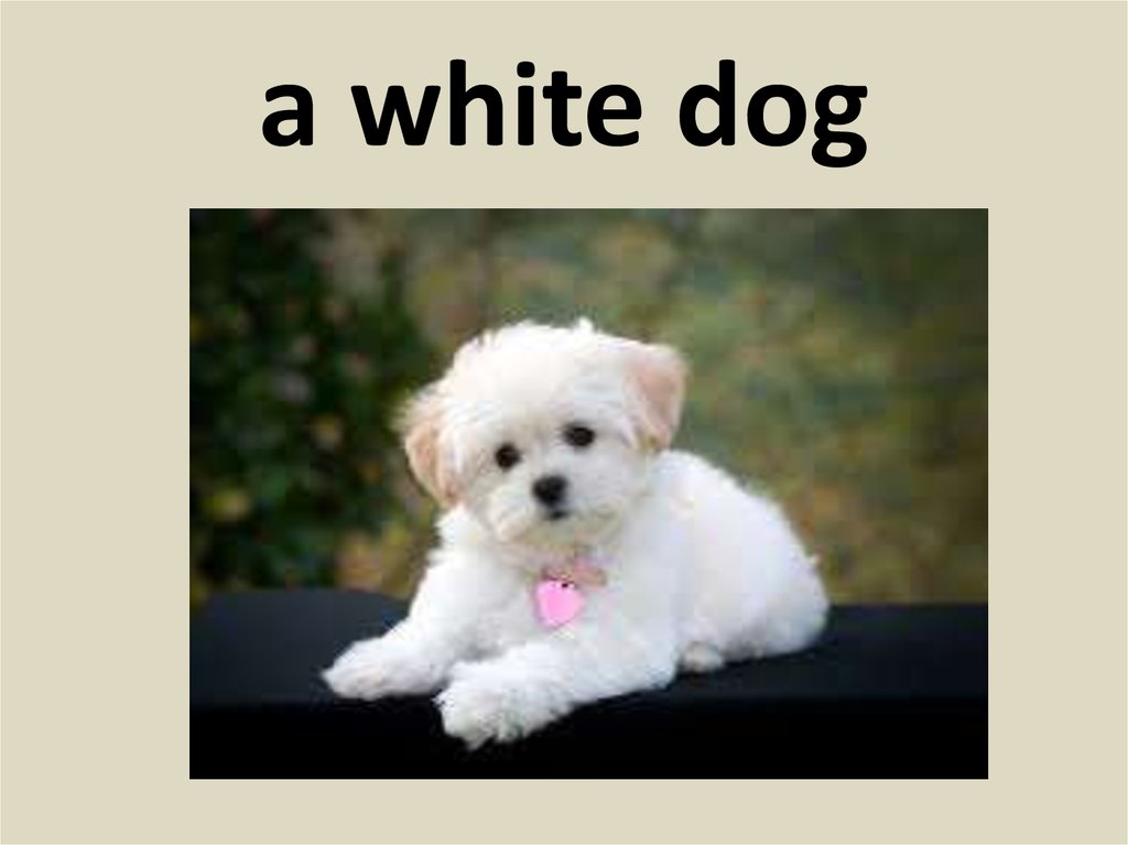 a white dog