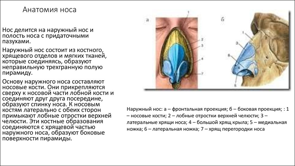 Анатомия наружного носа хрящи носа. Наружное строение носа. Наружный нос анатомия строение атлас. Функции хрящей наружного носа.