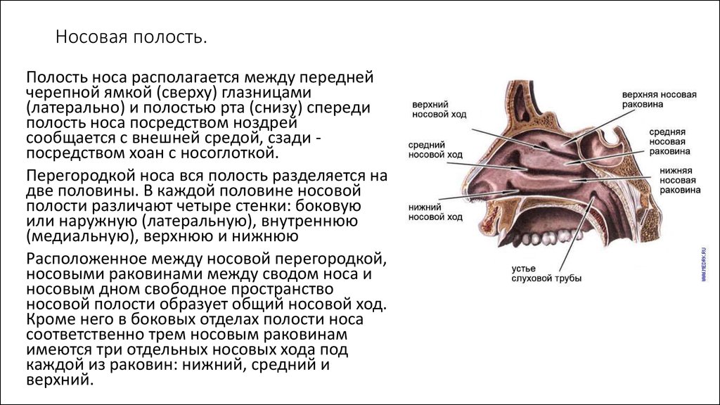 Полость носа строение и функции