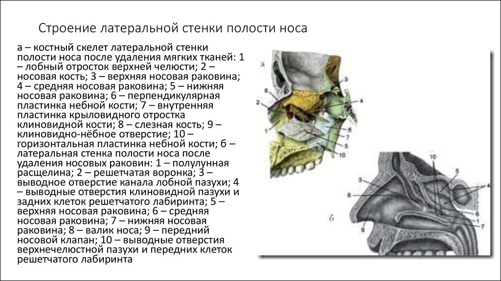 Полость носа таблица