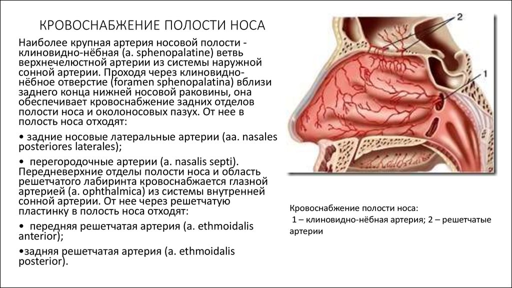 Сосуды полости носа