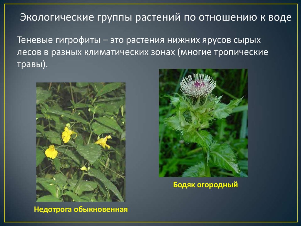 Какие цветы к отношениям. Гигрофиты Бодяк огородный. Экологические группы растений. Экологические группы растений по отношению к воде. Теневые гигрофиты.