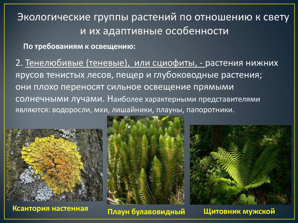 Какие есть экологические группы. Тенелюбивые растения сциофиты. Экологические группы растений. Экологические группы растений по отношению к свету. Растения по отношению к свету.