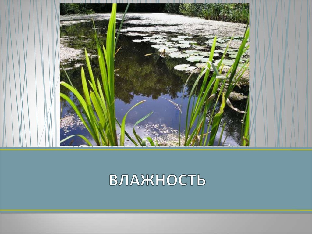 Влажность экологические группы. Коваль экологическая группа.