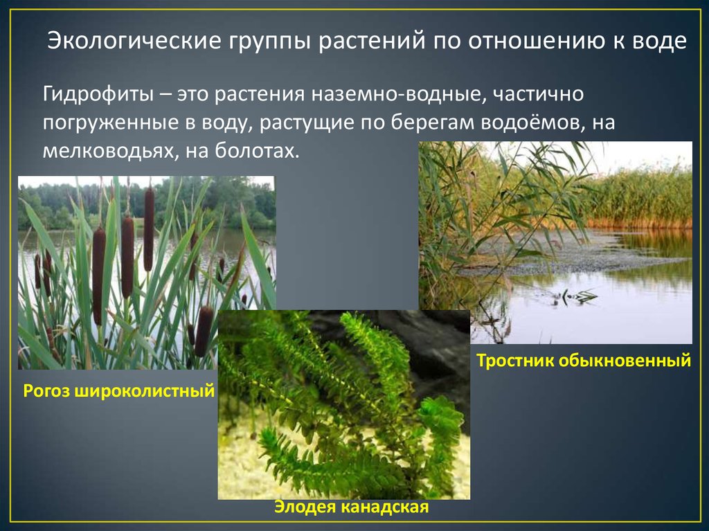 Экология группы растений. Ксерофиты и гидрофиты. Суккуленты мезофиты гигрофиты гидрофиты. Гидрофиты и Гидатофиты. Экологические группы.по отношению к воде гидрофиты.