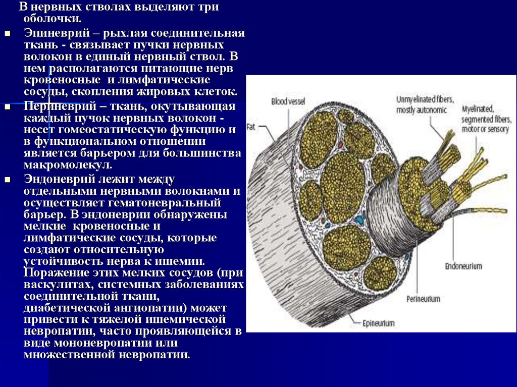 Функция соединительной оболочки. Эндоневрий периневрий эпиневрий. Оболочки нервных волокон образованы соединительной тканью. Нервный ствол гистология строение. Соединительнотканные оболочки периферических нервов.