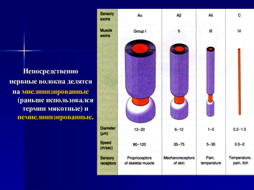 Типы волокон. Толщина нервных волокон. Тип нервного волокна таблица. Типы нервных волокон а в и с толщина. Миелинизированные и немиелинизированные волокна.