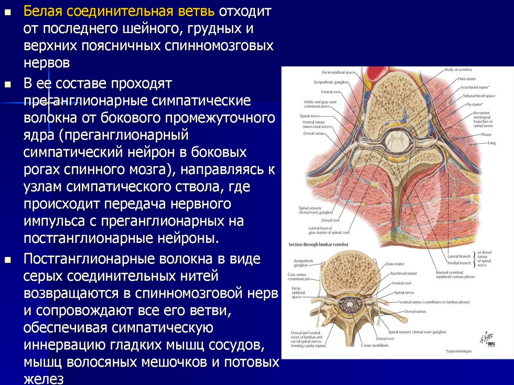 Ветви спинномозговых нервов. Белые соединительные ветви отходят. Белые соединительные ветви отходят от. Белые соединительные ветви зона иннервации. Соединительная ветвь спинномозгового нерва.