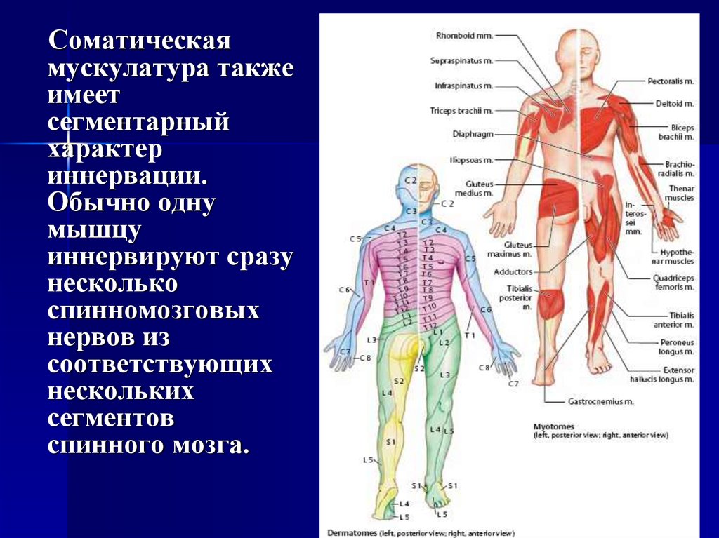 Иннервируемые органы соматической нервной системы. Зоны периферической иннервации. Двигательная иннервация скелетных мышц. Иннервация мышц. Мышцы и нервная система человека.