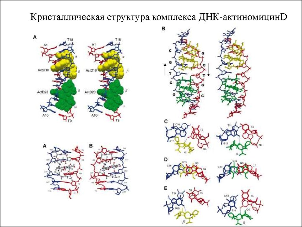 Структурный комплекс. Строение комплекса. Что такое комплексы в ДНК. Дезоксирибонуклеиновый комплекс. Изучение комплексообразования.