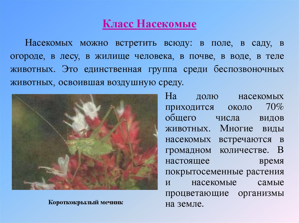 Биология 7 класс презентация класс насекомые 7 класс