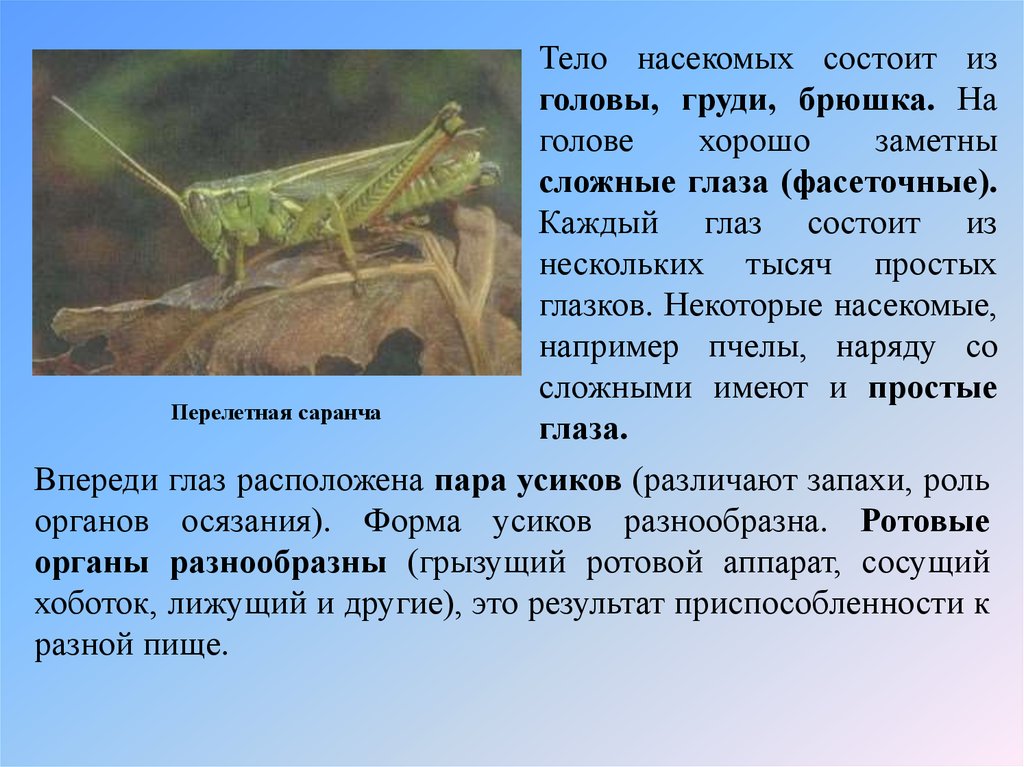 Как выглядит описание. Саранча описание. Саранча презентация. Сообщение о насекомых. Тело насекомых состоит из.