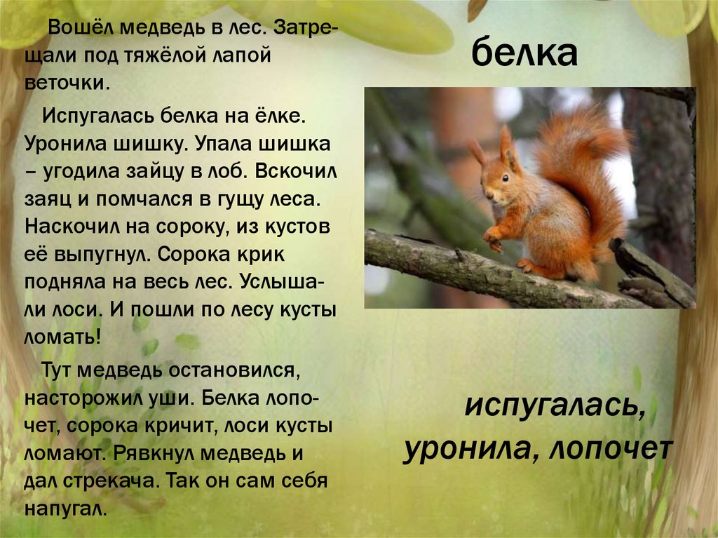 Вдруг упала шишка