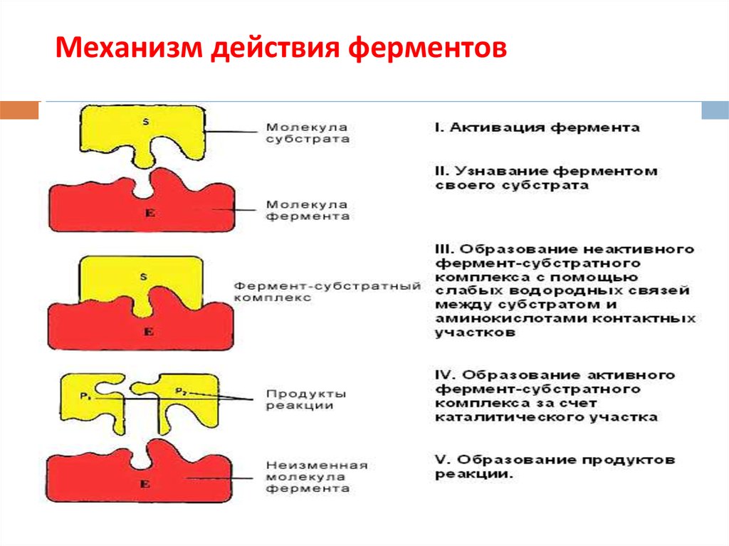 Ферменты воздействуют на