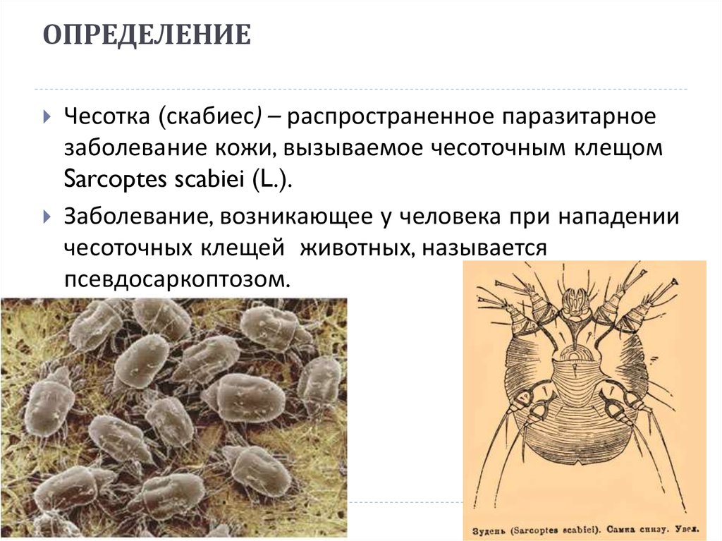 Сколько чесоточный клещ вне человека