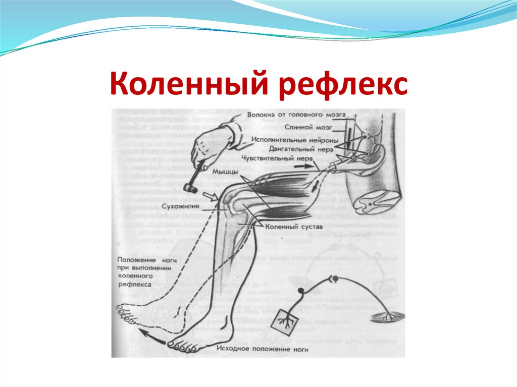 Порядке элементы рефлекторной дуги коленного рефлекса человека