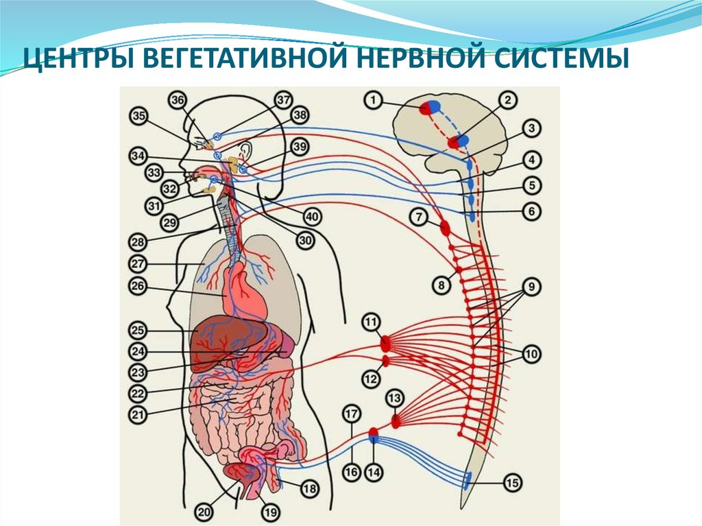 Вегетативные части тела. Вегетативные центры вегетативной нервной системы. Вегетативная нервная система ВНС. Центральная часть вегетативной нервной системы. Нервная система ВНС.