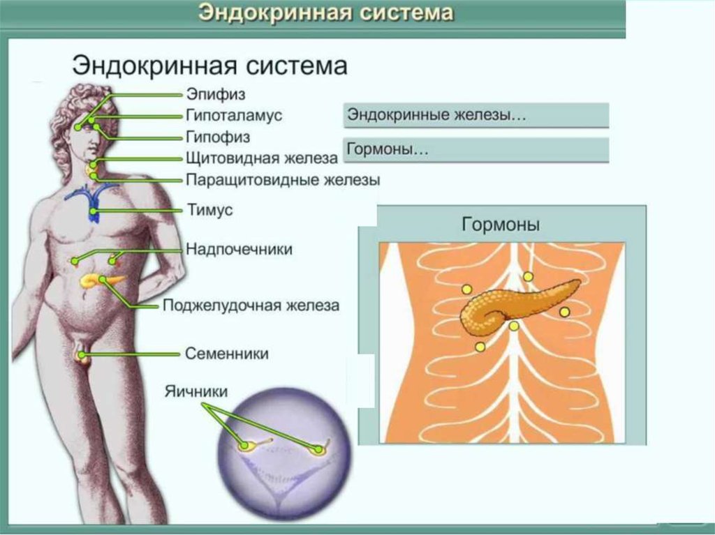 Железы внешней секреции эндокринной системы. Эндокринная система человека схема. Эндокринная система женщины. Эндокринная система животных и человека. Железы внутренней и внешней секреции.