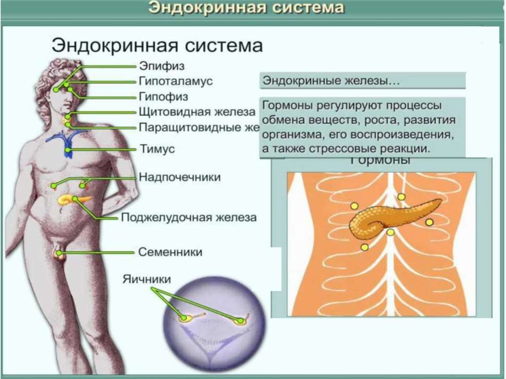 Эндокринная система человека гормоны. Эндокринная система. Эндокринная система таблица. Эндокринная система человека строение и функции. Эндокринная система человека 8 класс.