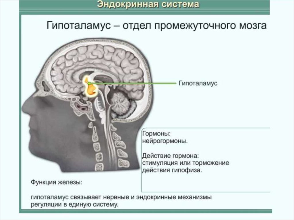 Гуморальная регуляция мозга. Эндокринные железы гипоталамус. Промежуточный мозг и органы эндокринной системы. Эндокринная функция гипоталамуса. Гипоталамус система.