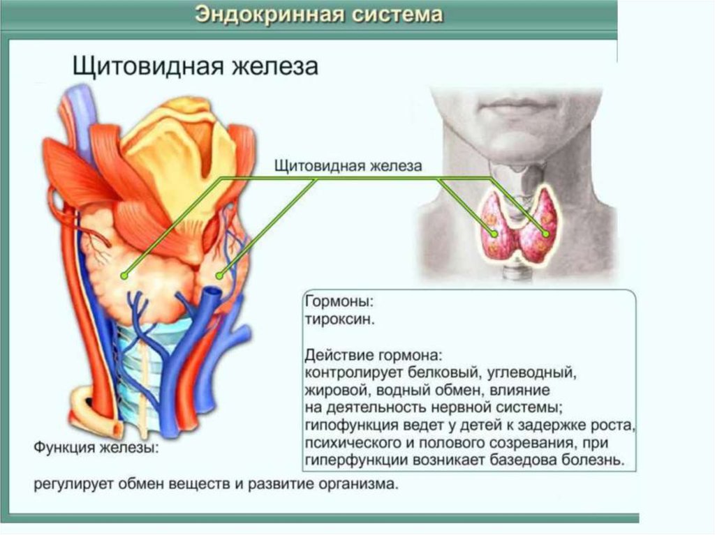 Внутренняя секреция сердца