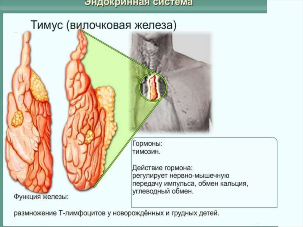 Железы регулирующие работу других желез