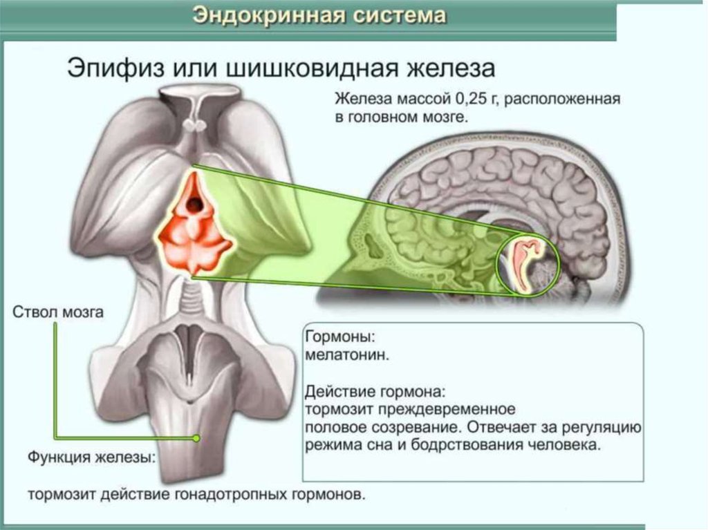 Железа мозга 7. Эндокринная железа в мозге. Центральная железа внутренней секреции. Эндокринная система железы внутренней секреции таблица. Печень эндокринная железа.