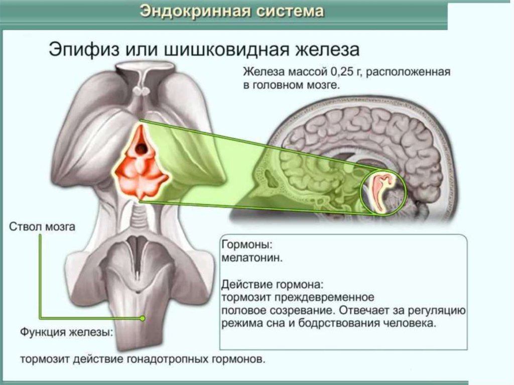 Железы внутренней секреции ответ