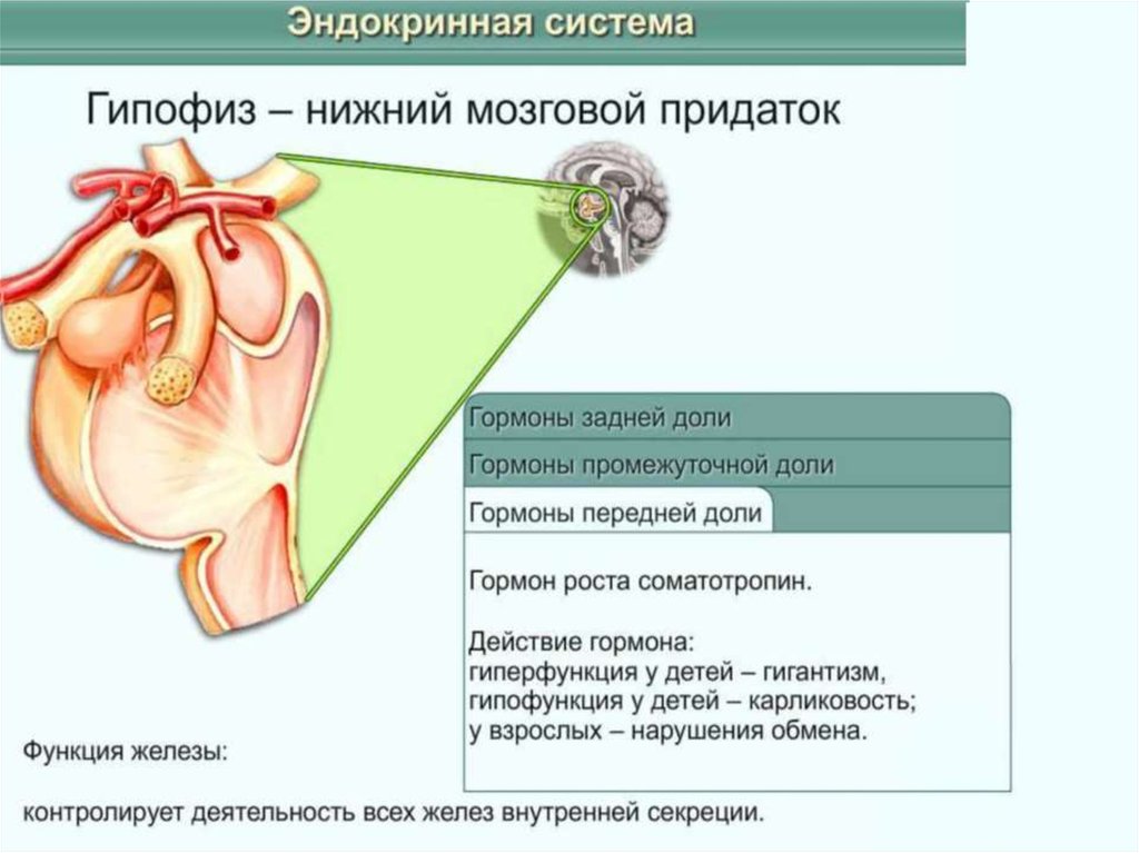 Почему половые железы