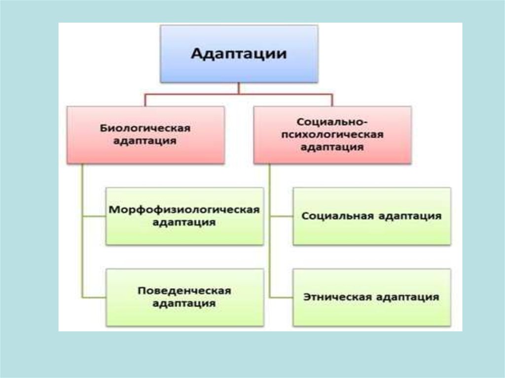 Адаптация человека презентация бжд