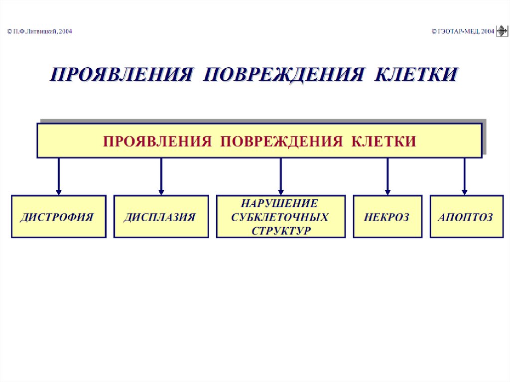 Адаптивные механизмы. Компенсация нарушений энергетического обеспечения клетки. Механизмы компенсации расстройств энергообеспечения. Причины нарушения энергообеспечения клетки. Интрацеллюлярный адаптивный механизм.