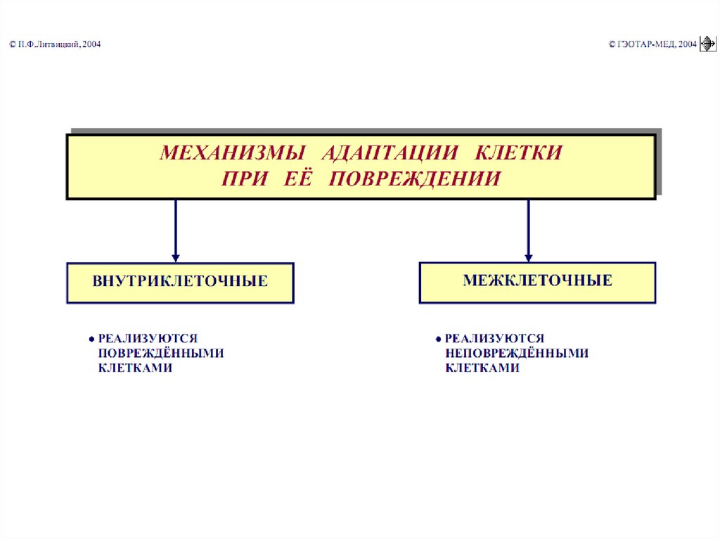 Схему механизмов адаптации