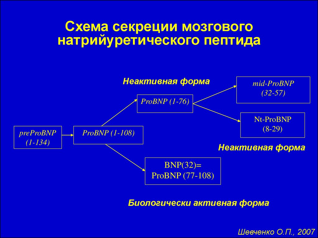 Натрийуретический пептид 32