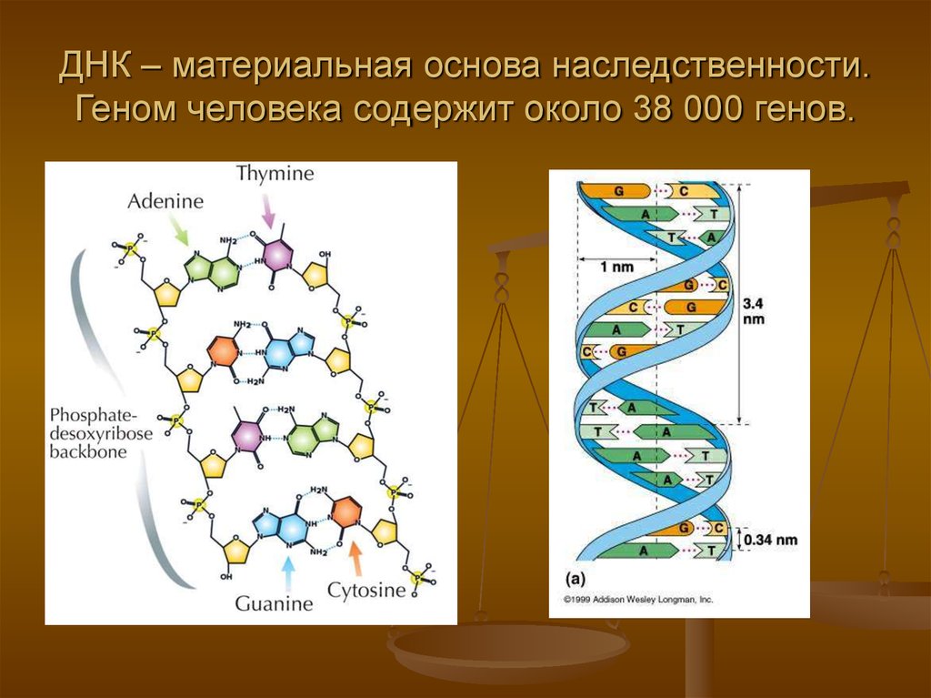 Содержат днк геном. ДНК- материальная основа наследственности.. Материальные основы наследственности. Материальные основы наследственности человека. ДНК как материальная основа наследственности.