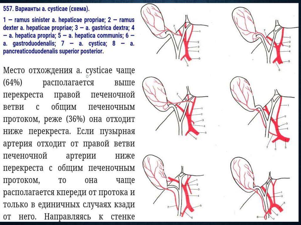 Треугольник кало схема