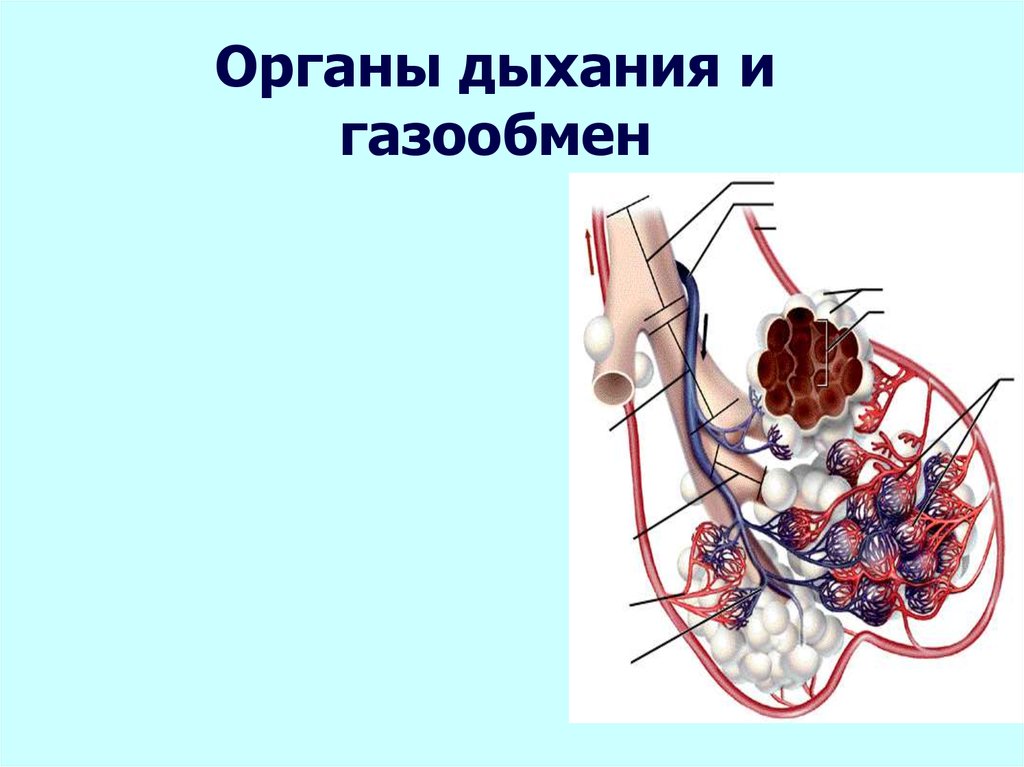 Презентация органы дыхания газообмен 7 класс презентация