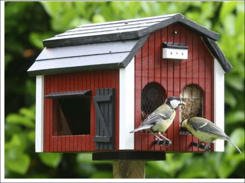 Птицы которые живут дома. Домик для птиц. Дом с птицами. Скворечник для птиц. Домик для птиц для детей.