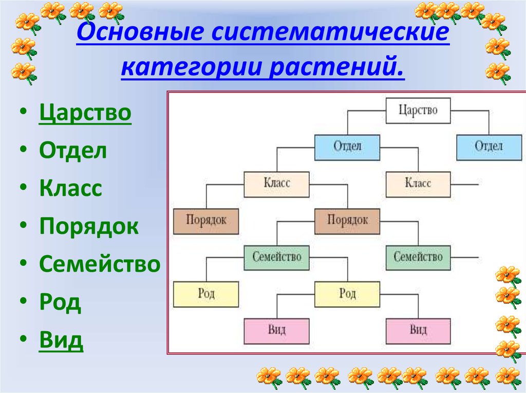 Верная схема классификации растений