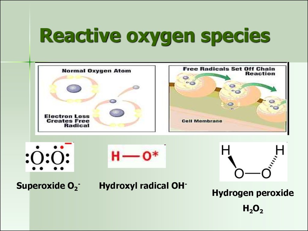 reactive oxygen species