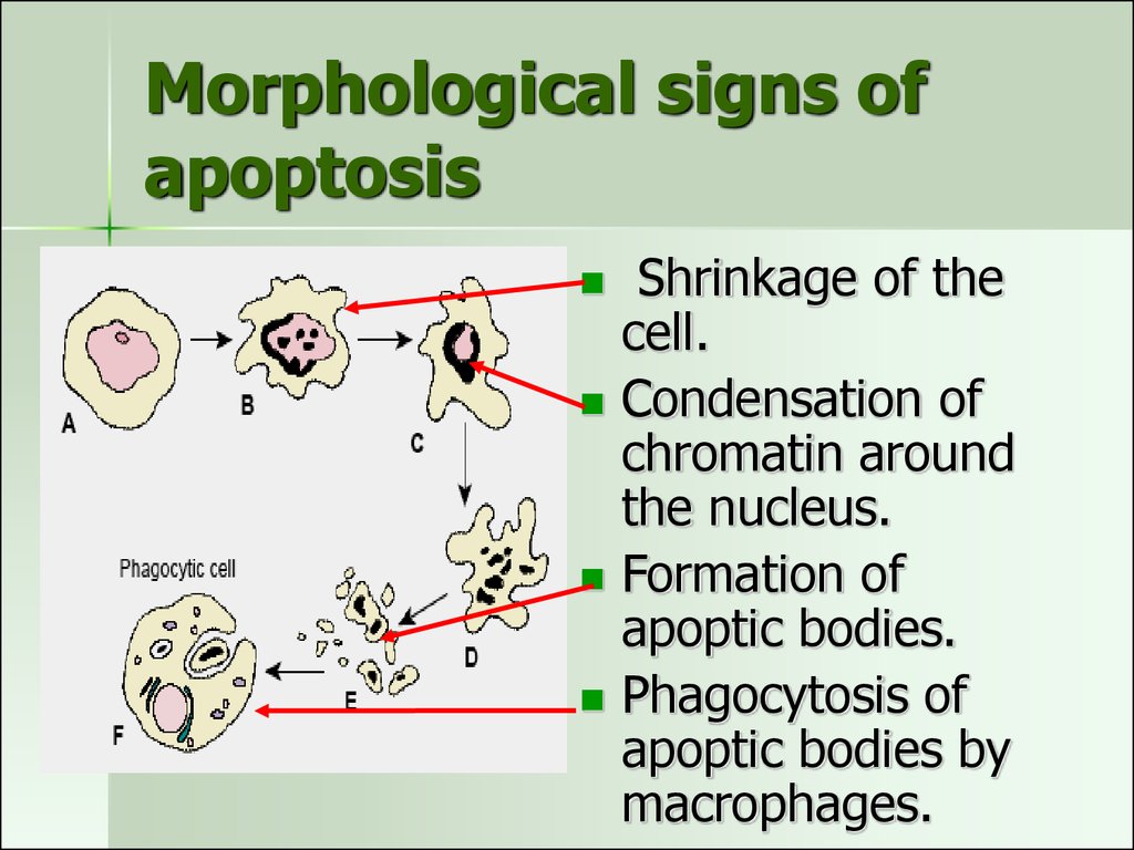 Morphological signs of apoptosis