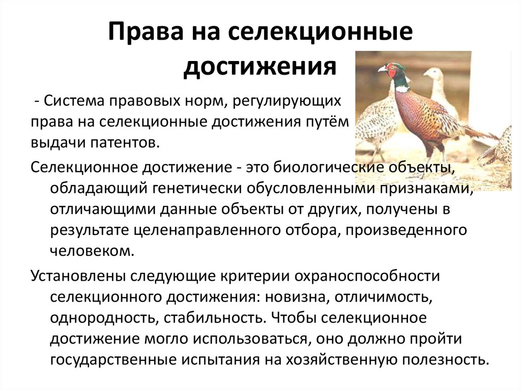 Право на селекционное достижение