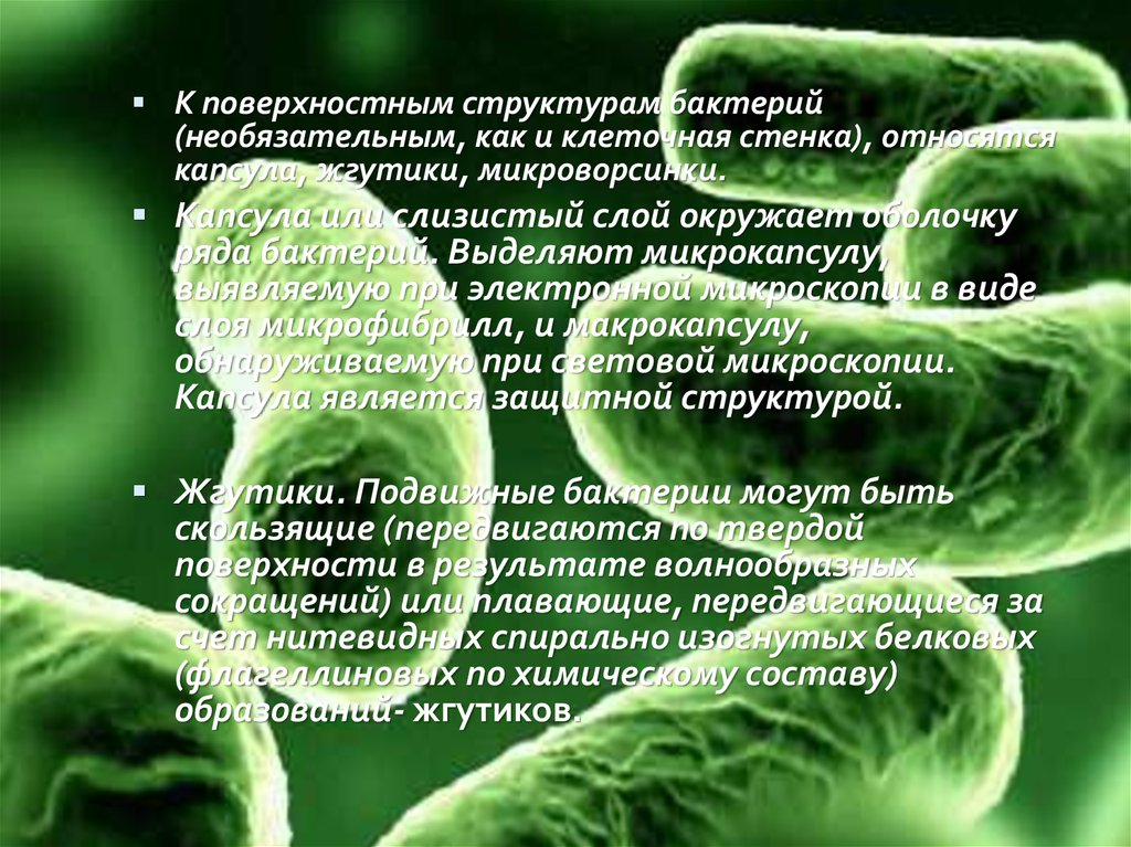 Слизистый слой бактерий. Микроворсинки бактерий. Функции микроворсинок у бактерий. Поверхность структуры бактерий. Поверхностные структуры бактерий.
