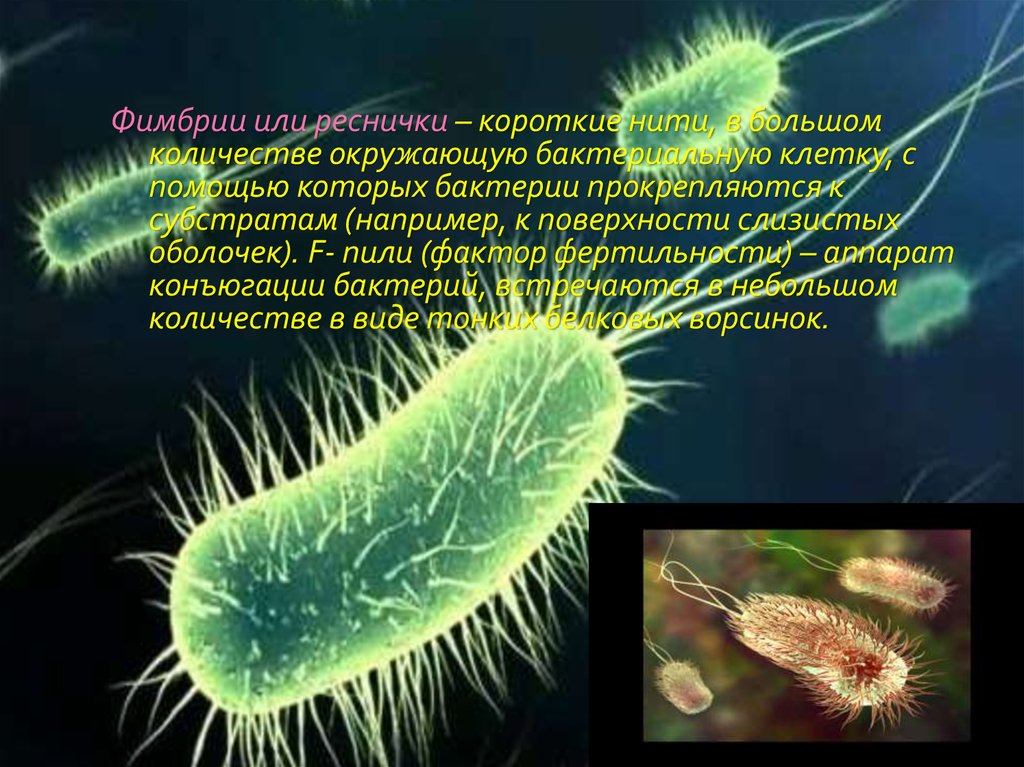 Как перемещаются бактерии. Реснички бактерий микробиология. Фимбрии бактерий. Пили и фимбрии у бактерий. Фимбрии это микробиология.