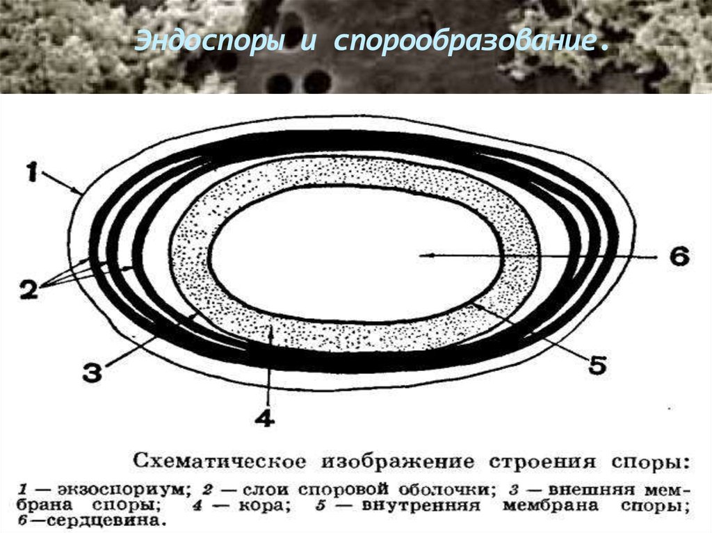 Строение споры