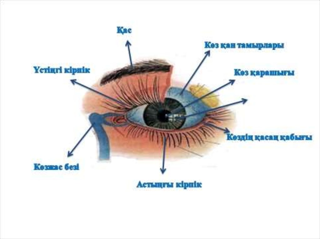 Көз құрылысы презентация