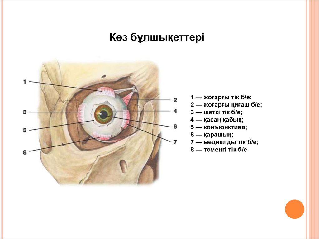 Көз гигиенасы презентация