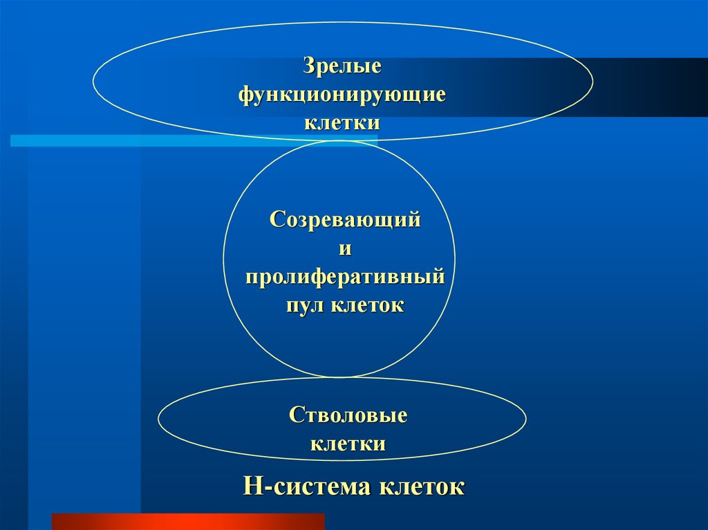 Н систем. Клеточный пул это. Резервный пул клеток понятие. Пролиферативный пул клеток. Понятие о резервном пуле клеток.