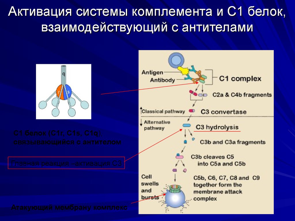 Активация системы комплемента и С1 белок, взаимодействующий с антителами