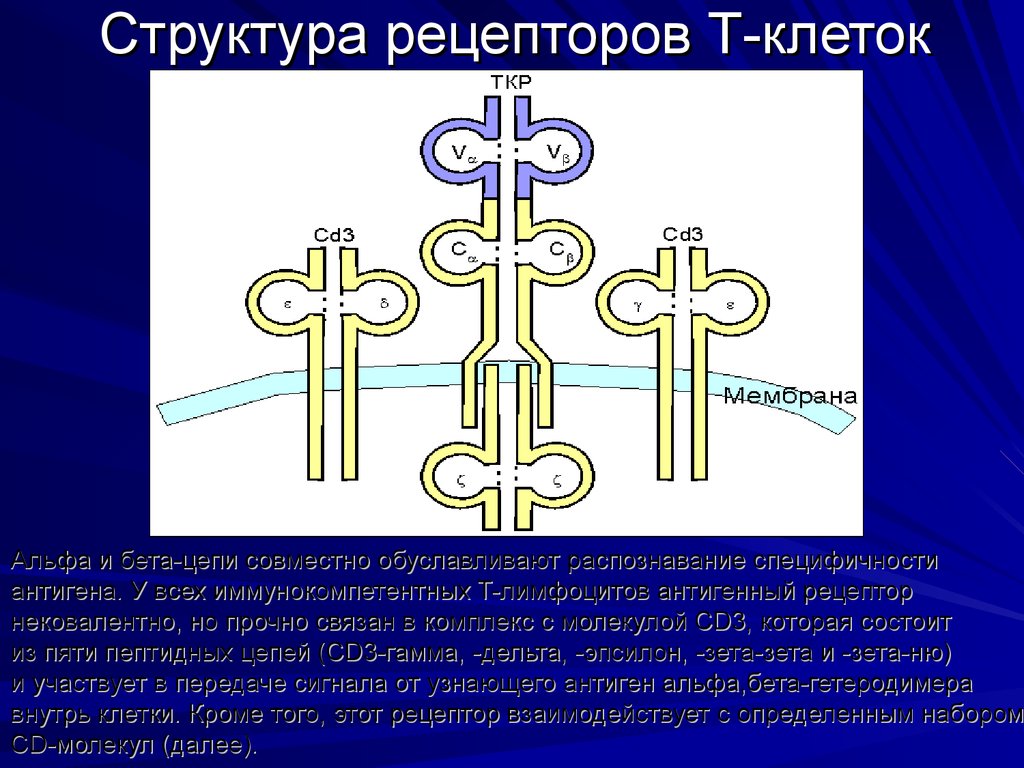 Структура рецепторов Т-клеток